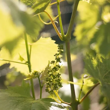 公寓 Sole Special Ap-double Sofa Bed With Topper 穆贾