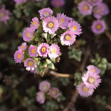 Daire Sole Special Ap-double Sofa Bed With Topper Múggia